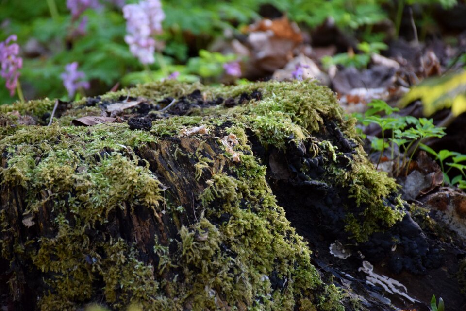 Nature overgrown weathered