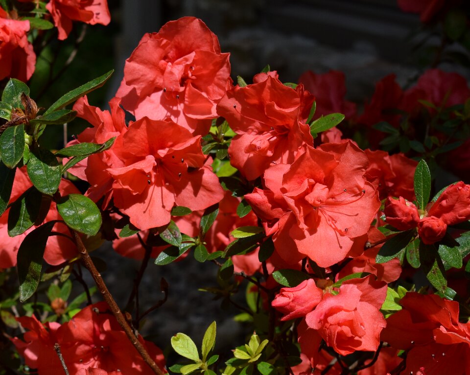 Blossom bloom shrub