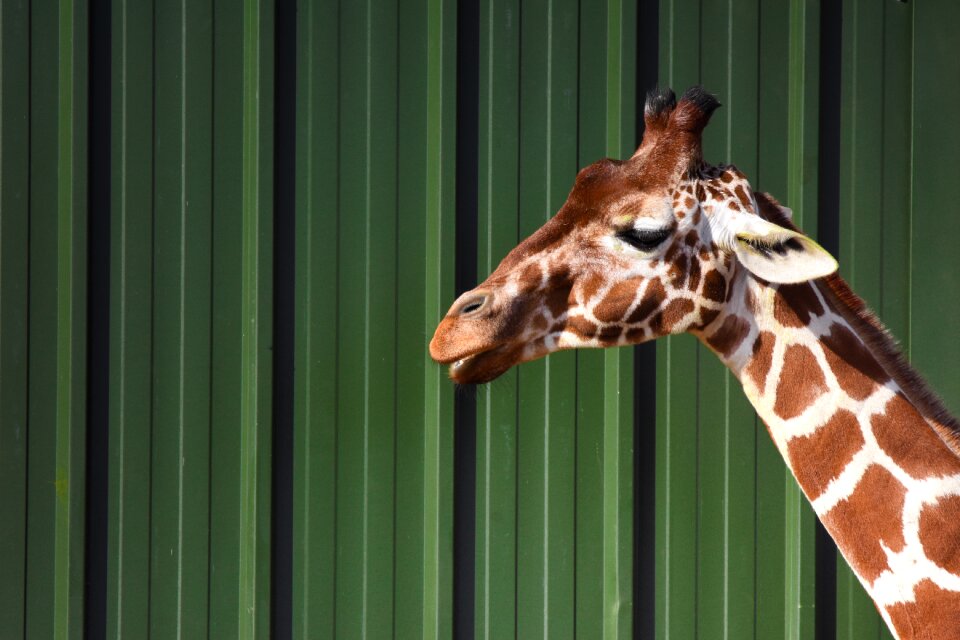 Wildlife zoo mammal
