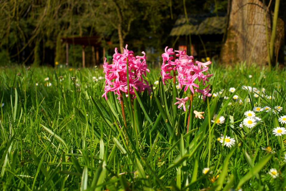 Nature plant garden