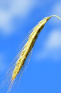 Grain summer wheat photo