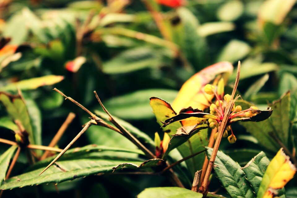 Stem natural green