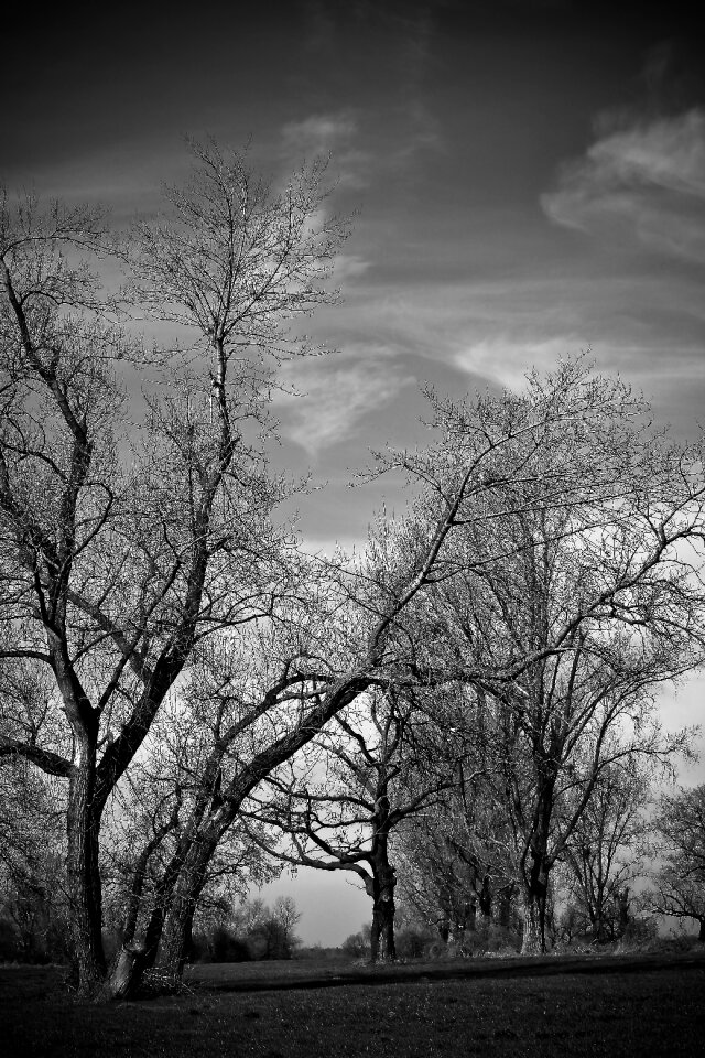 Bare branches mood sky