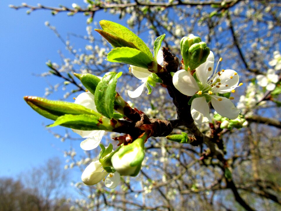 Plum blossom plum tree fruit tree blossom