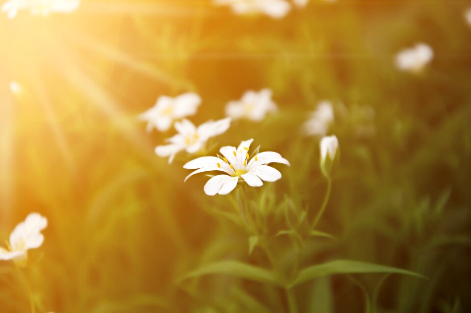Sunshine day s flowers