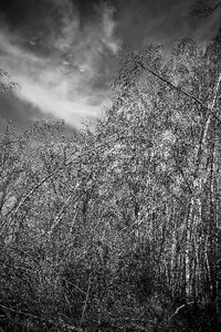 Birch bare branches mood photo