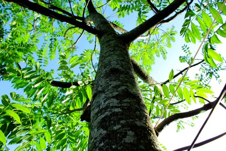 Tree green twigs