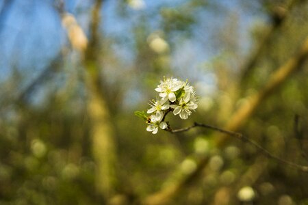 Bloom white blossom flowers