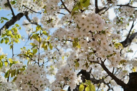 Sakura white flower sky