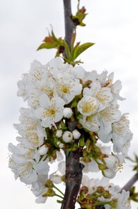 Flowering white flowers white flower