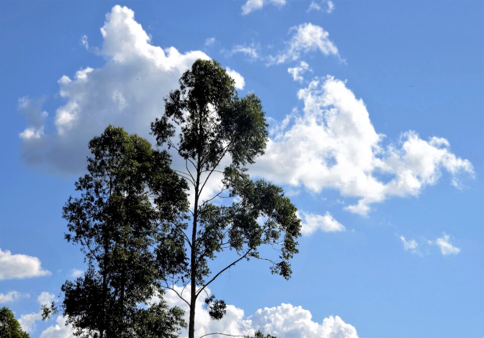 Nature blue sky brazil photo