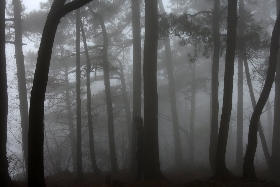 Fog lushan woods