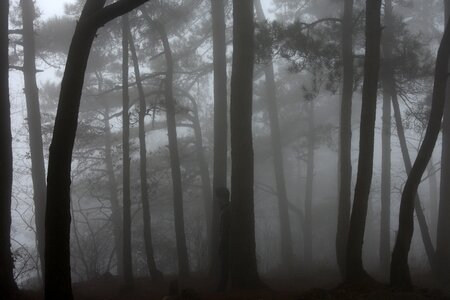 Fog lushan woods photo