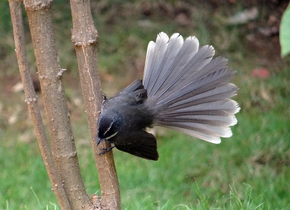 Insectivorous passerine dharwad