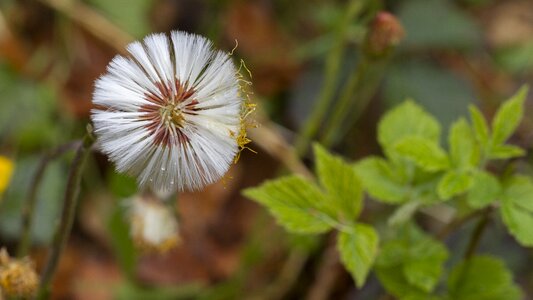 Faded seeds was tussilago farfara photo