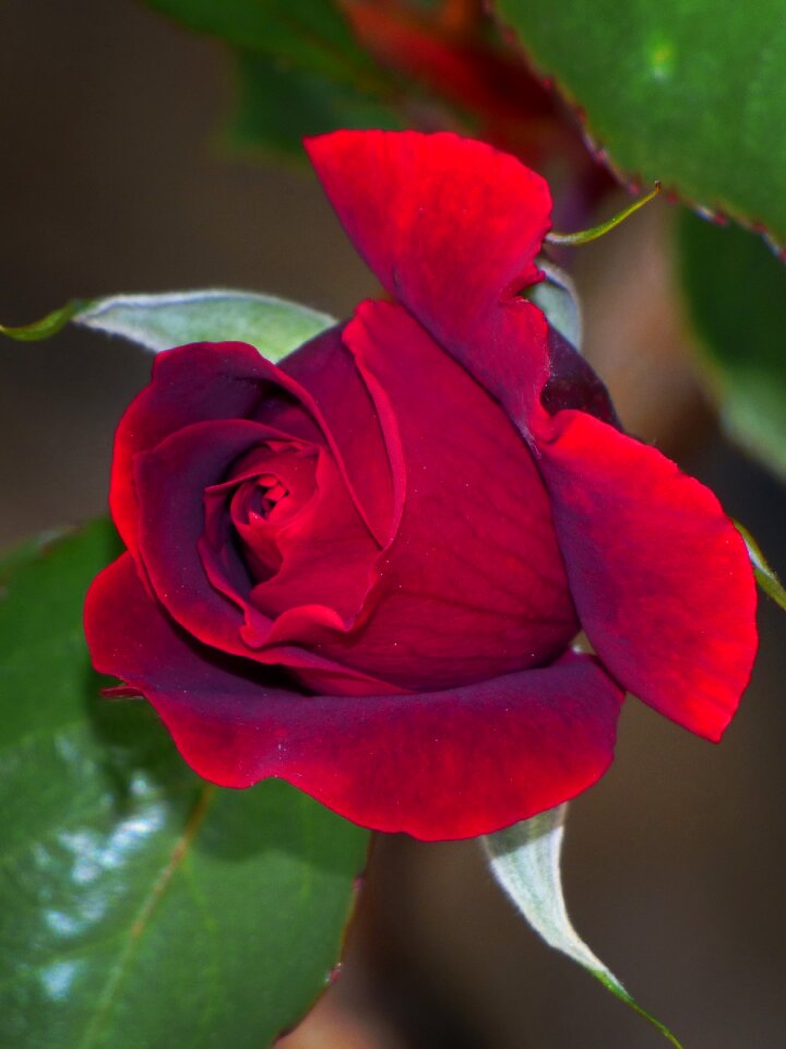 Rosa cocoon red rose