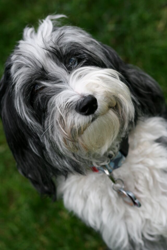 Poodle animal cute