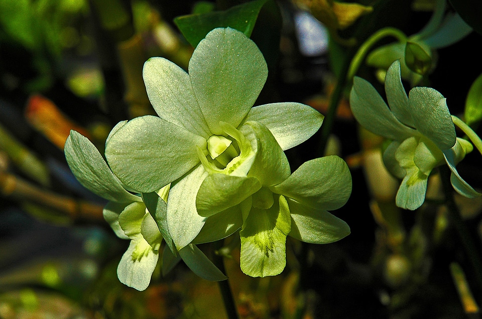 Blossom bloom green