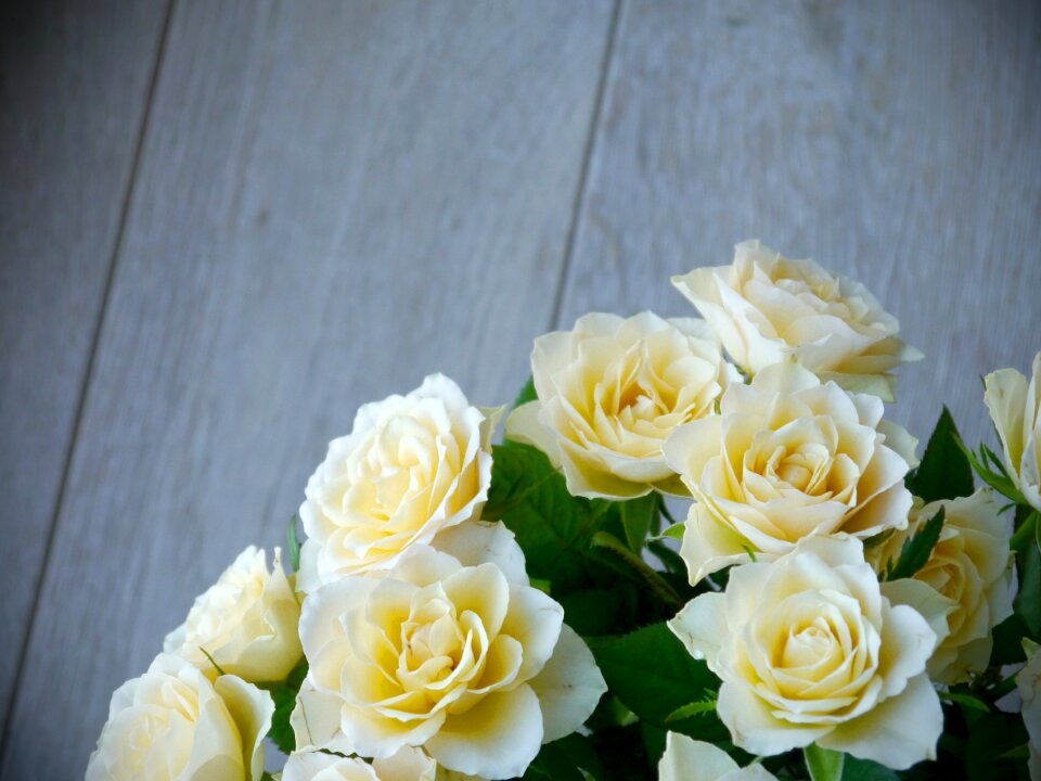 White yellow top view