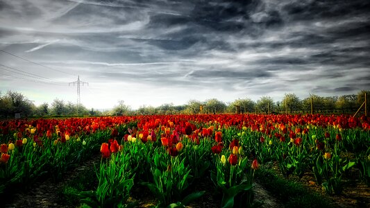Spring tulips nature