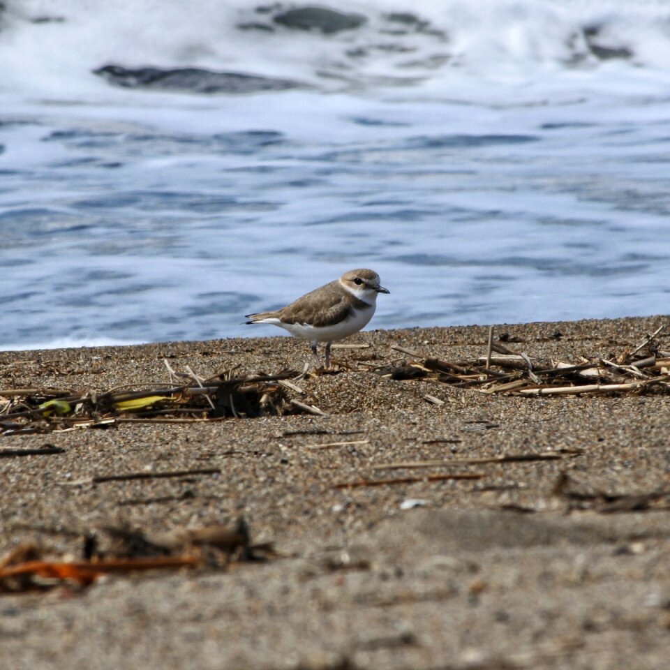 Wave sand little bird