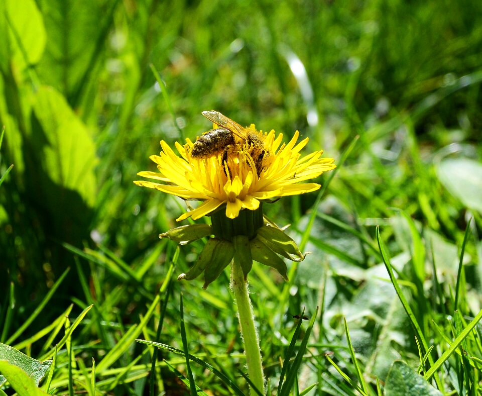 Honey bee blossom bloom