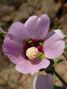 Wild flower detail mediterranean flora