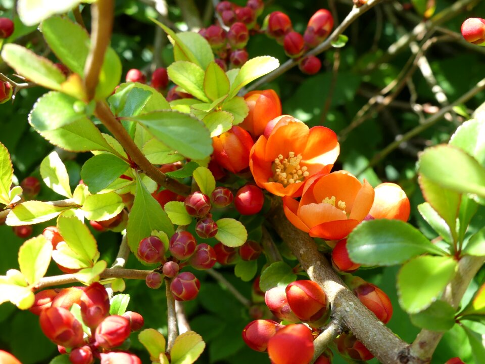 Bud bush spring
