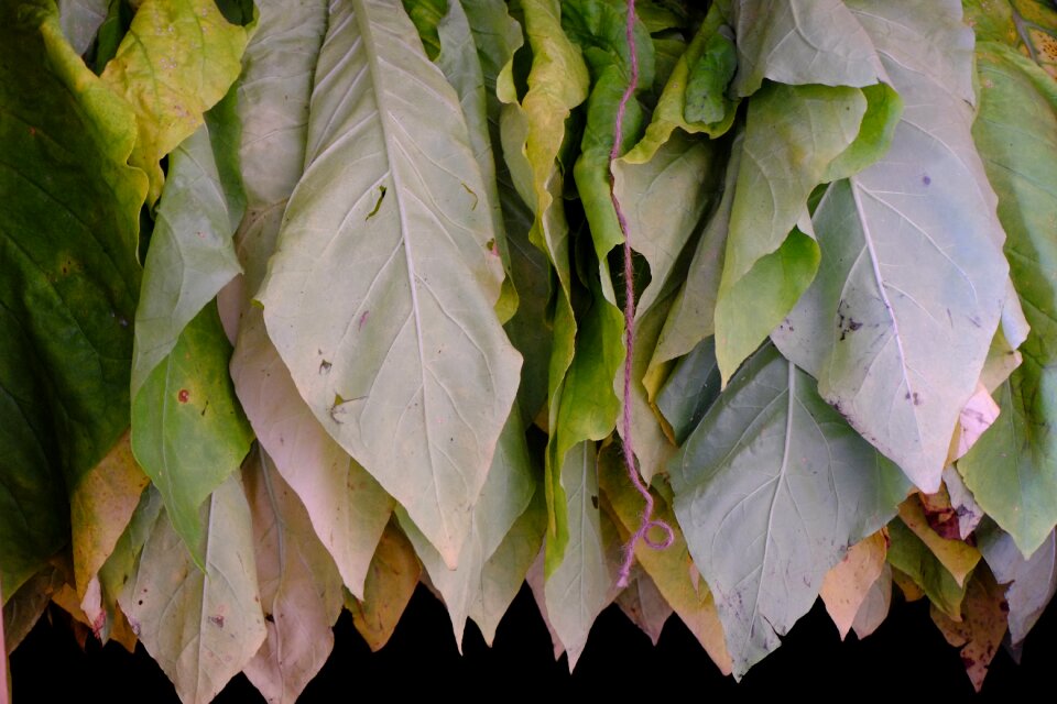 Tobacco green dried