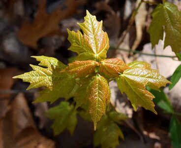 Tree plant red