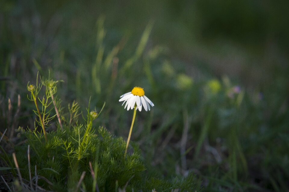 Grass flower field flower