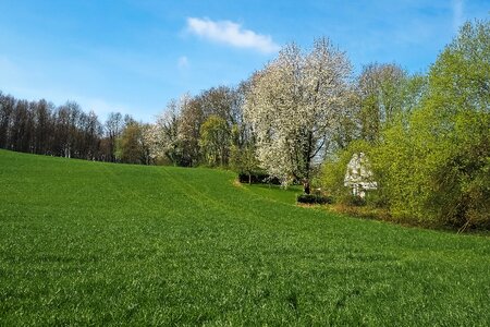 Agriculture spring meadow photo