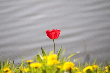 Red nature bol photo