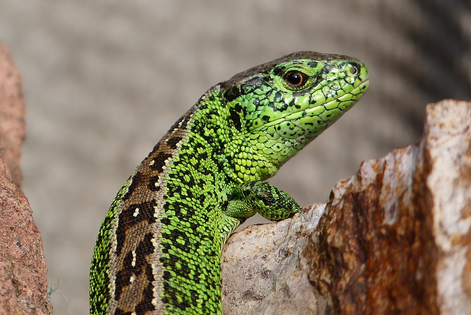 Nature reptile green