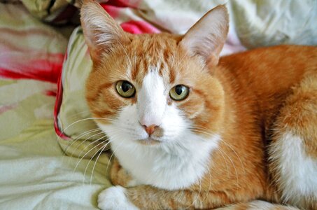 Redhead pets cat's eye photo