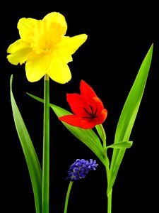 Narcissus osterglocken tulip photo