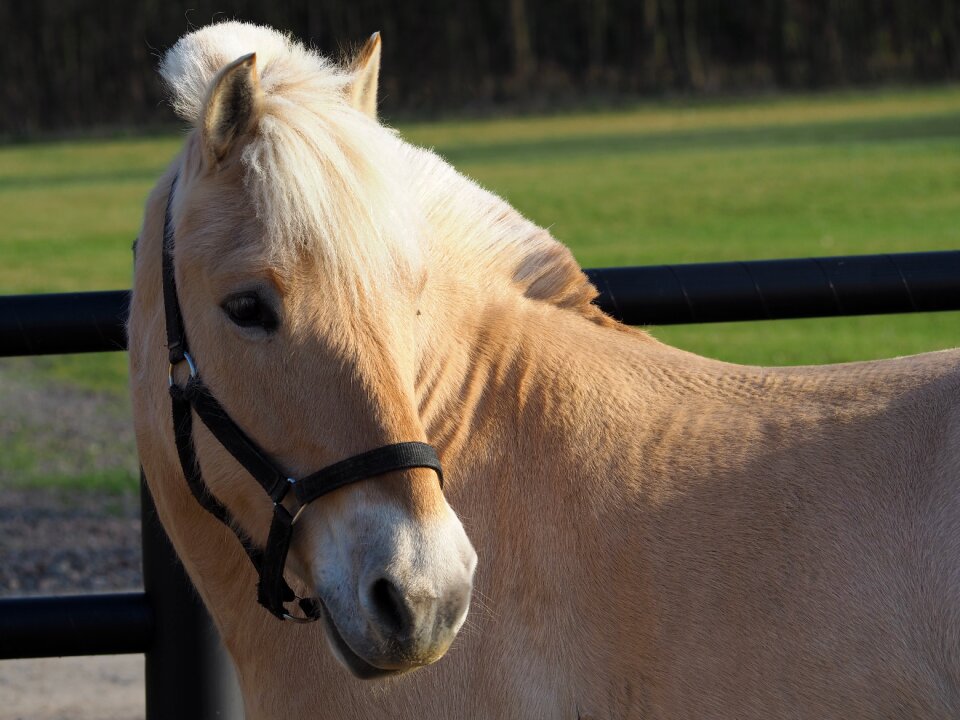 Horses pony animal