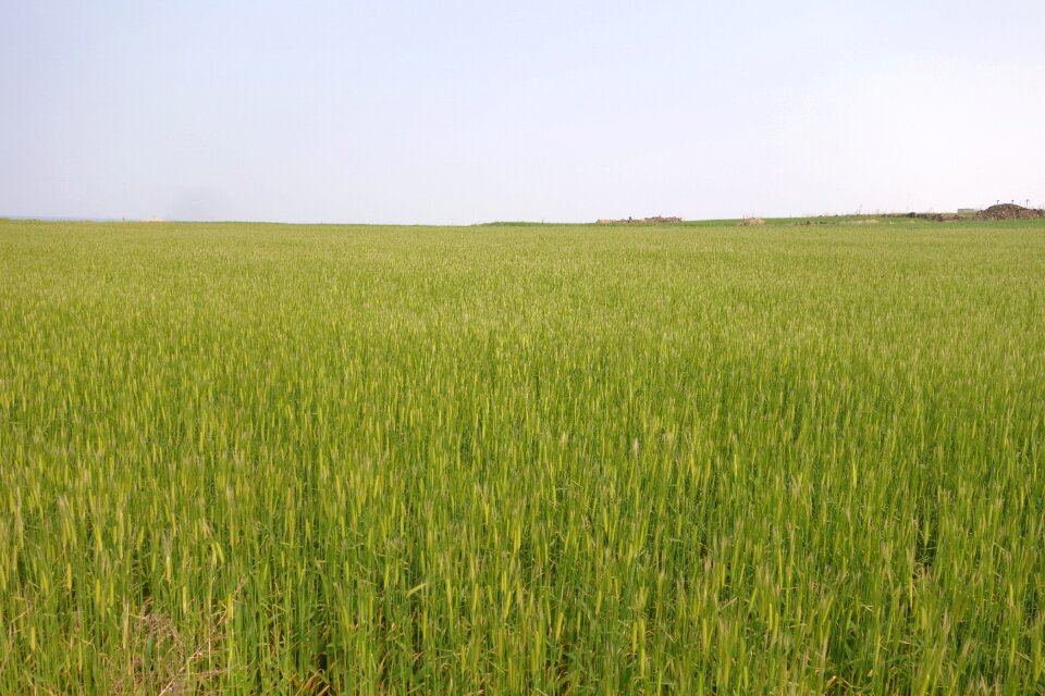 Landscape sky plants