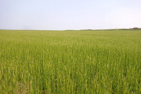 Landscape sky plants