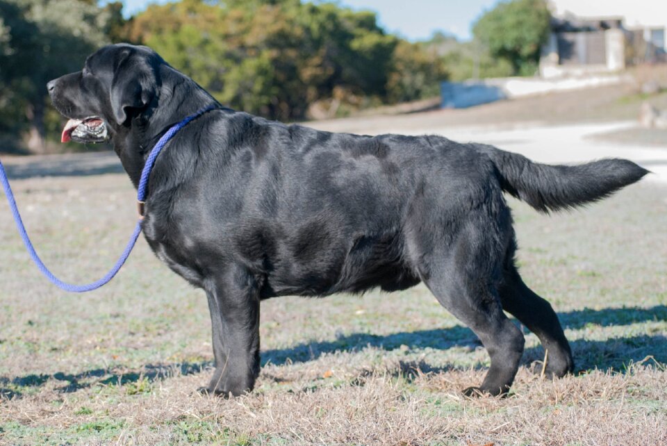 Stack labrador retriever
