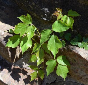 Spring leaves poison photo