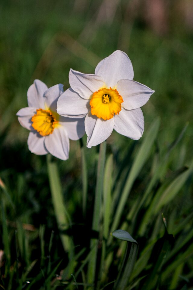 Nature blossom bloom