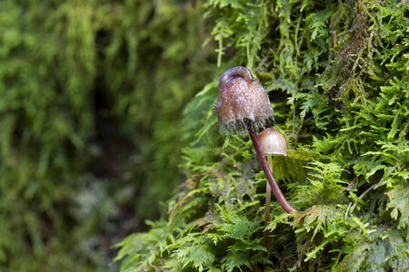 Moss snail mucus