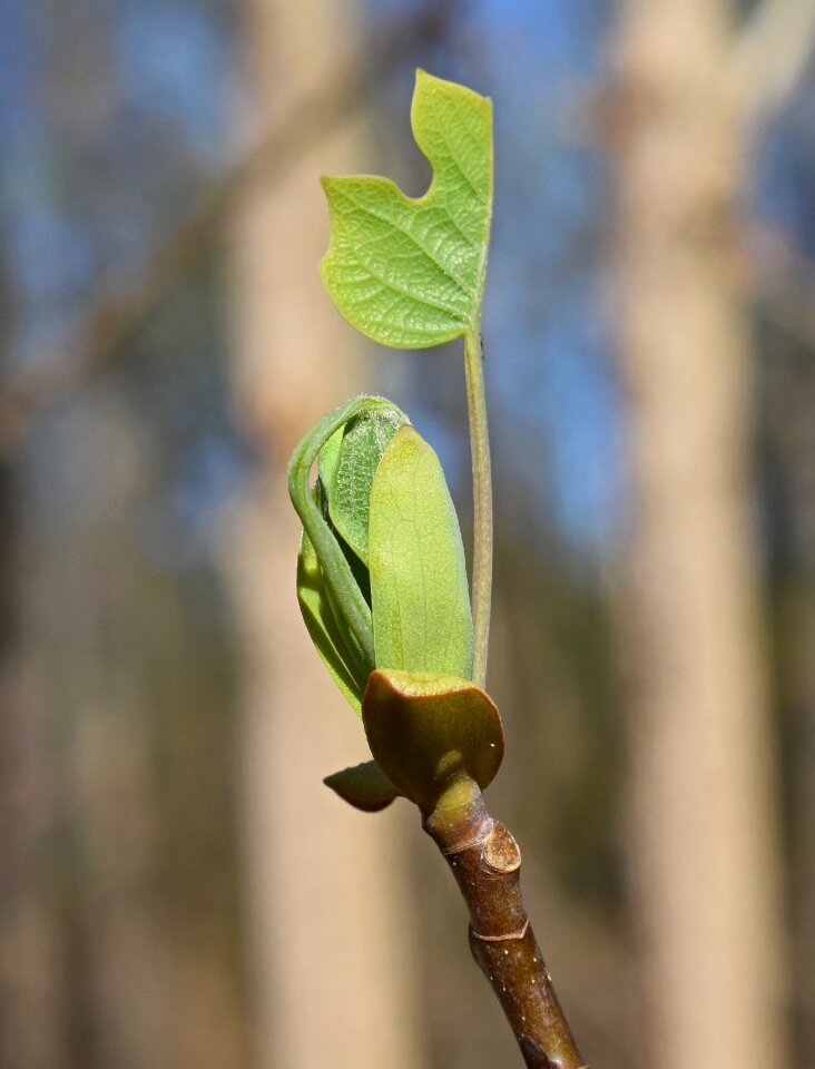 New leaves plant foliage