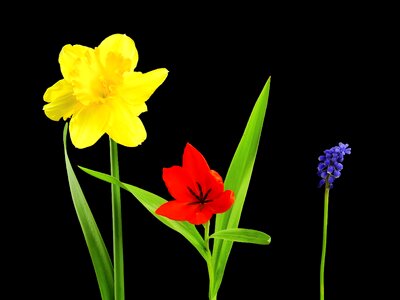 Narcissus osterglocken tulip photo