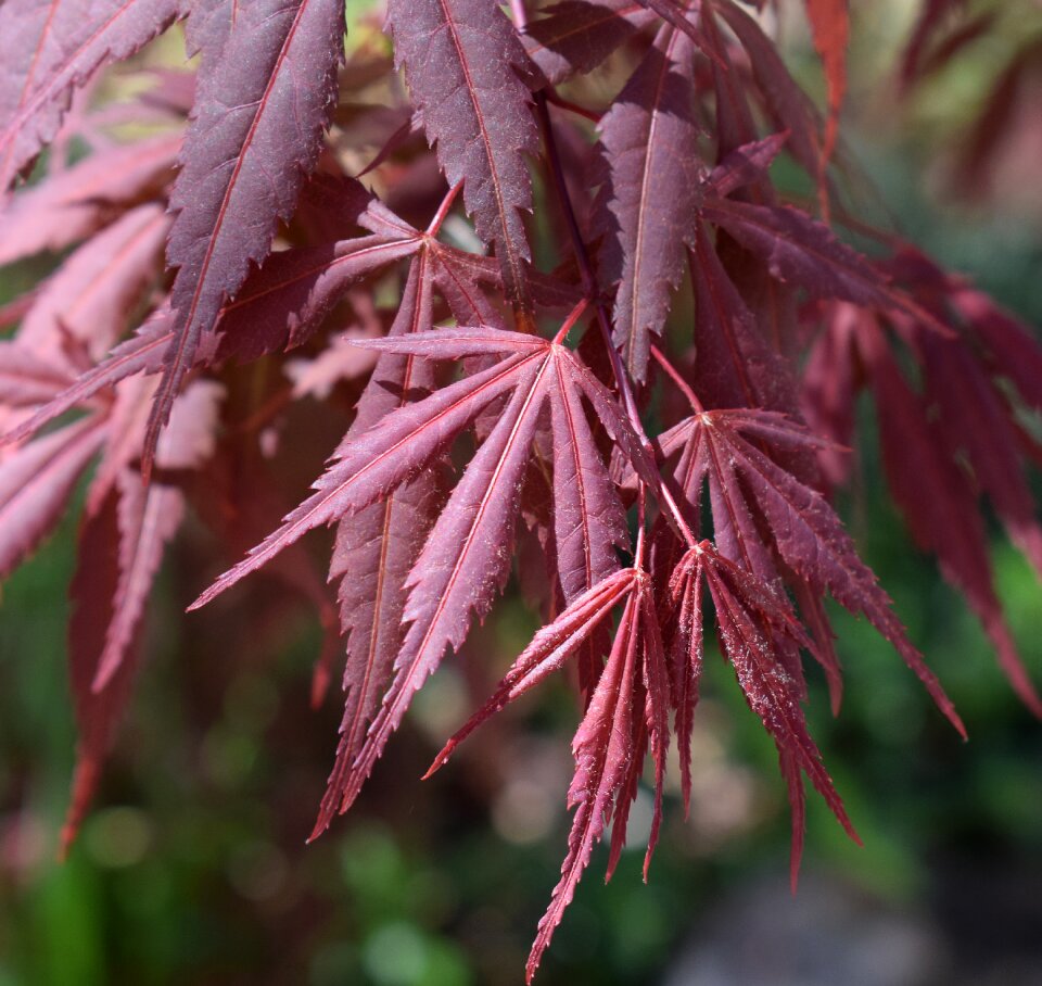 Ornamental plant red