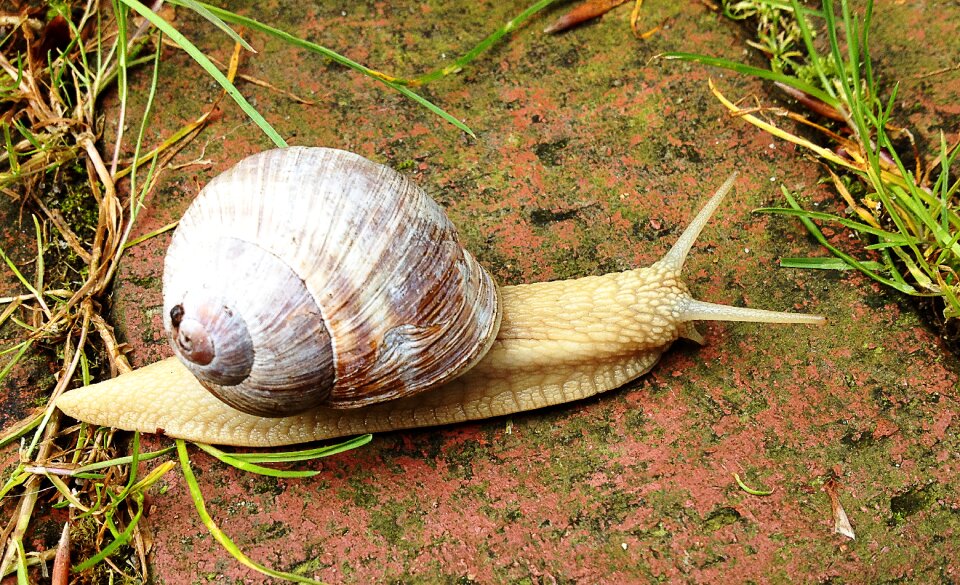 Snail nature crawl