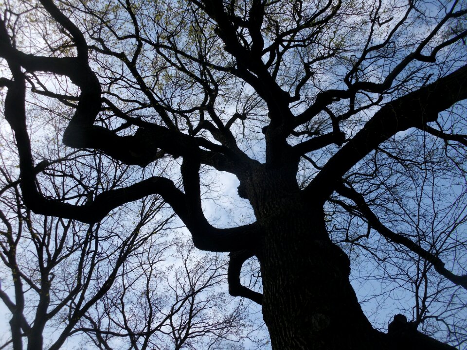 Kahl bare tree blue sky