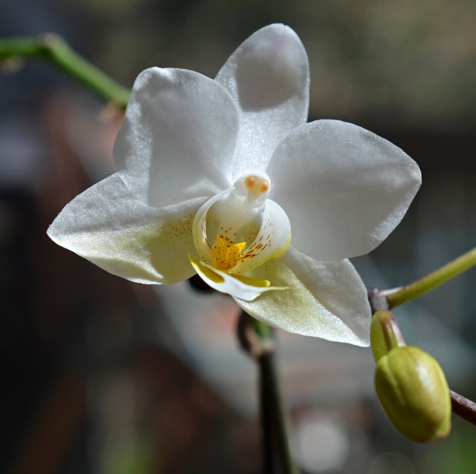 Yellow white pot plant