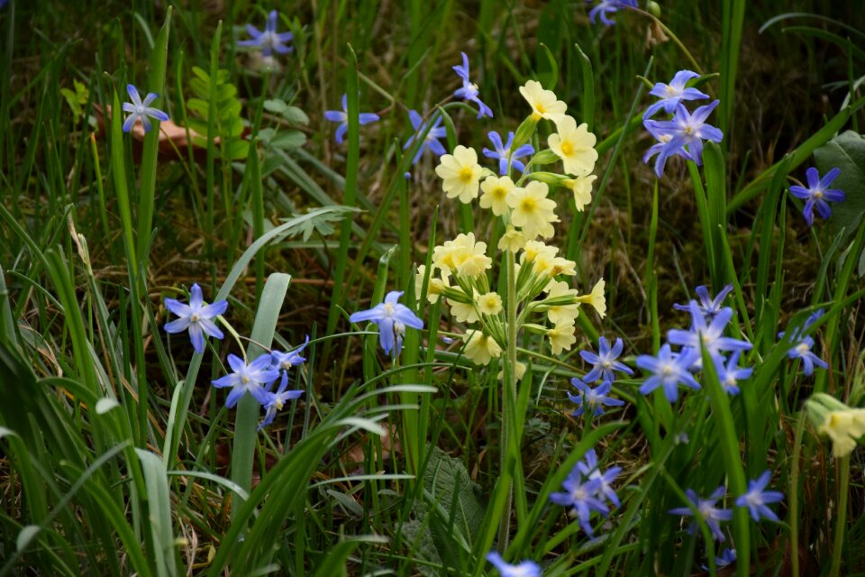 Yellow meadow nature
